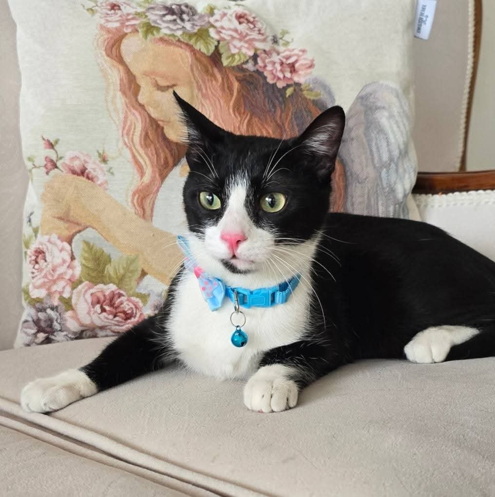 patican - Sahiplenme İlanı